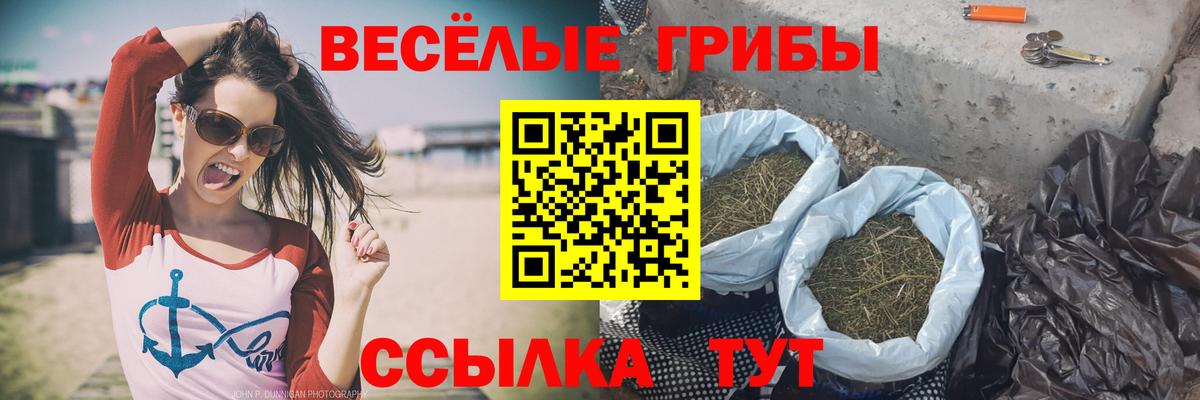 Псилоцибиновые грибы Psilocybe Новороссийск